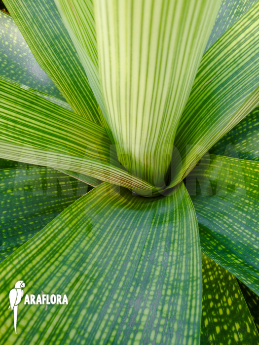 Vriesea gigantea ‘XL’ close up