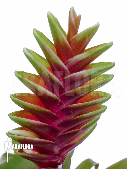 Vriesea heliconioides flower