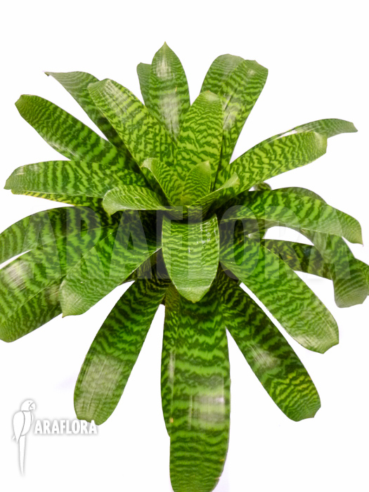 Vriesea-hieroglyphica-1