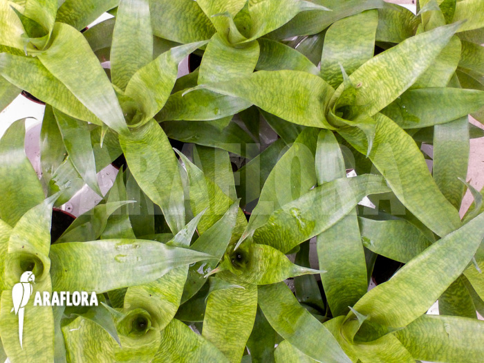 Vriesea ospinae Starter