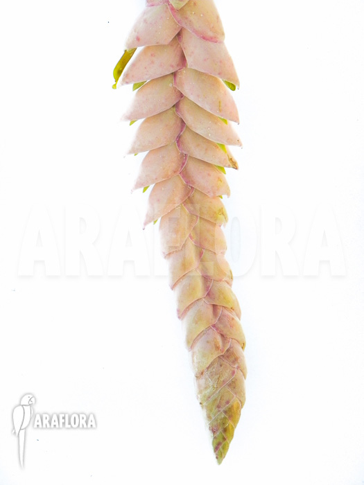 Vriesea pardalina ‘Lacy’