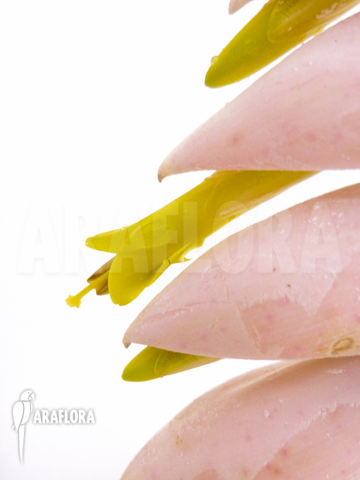 Vriesea pardalina ‘Lacy’