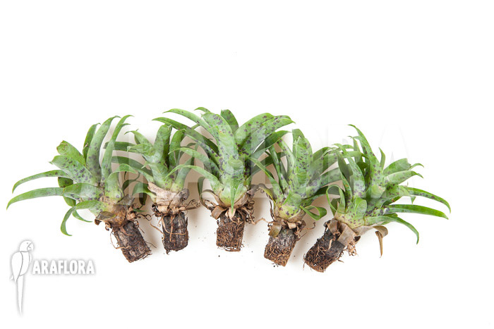 Vriesea racinae 5-deal (5x)