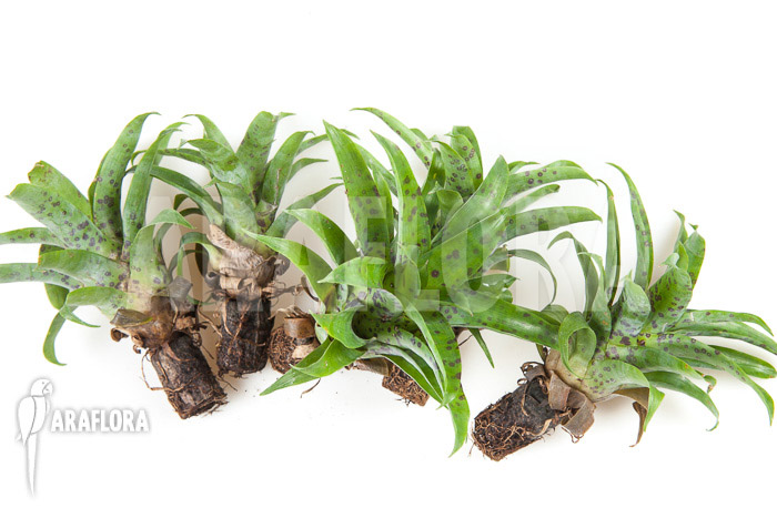 Vriesea racinae 5-deal (5x)