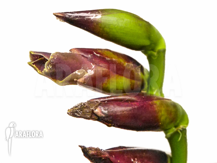 Vriesea sanguinolenta