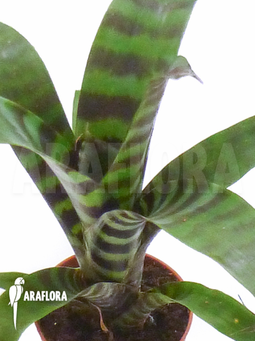 Vriesea splendens starter