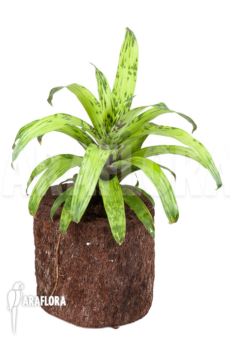 Vriesea striped ‘nr 08130’
