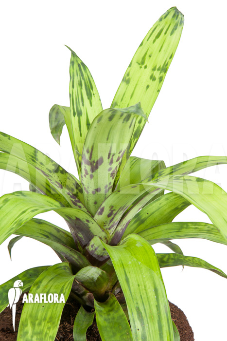 Vriesea striped ‘nr 08130’