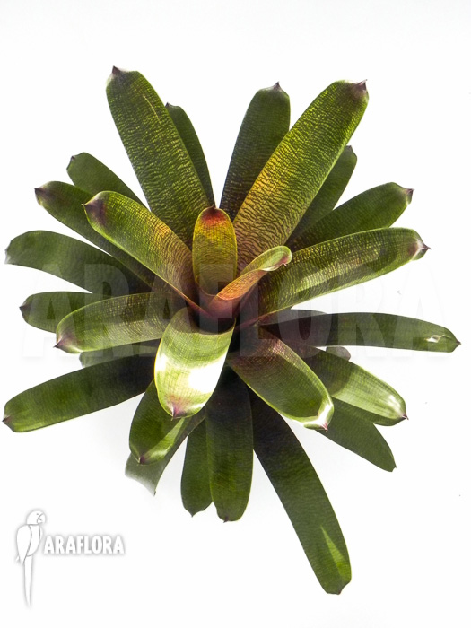 Vriesea x red chestnut XL