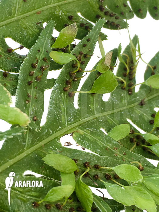 Woodwardia orientalis