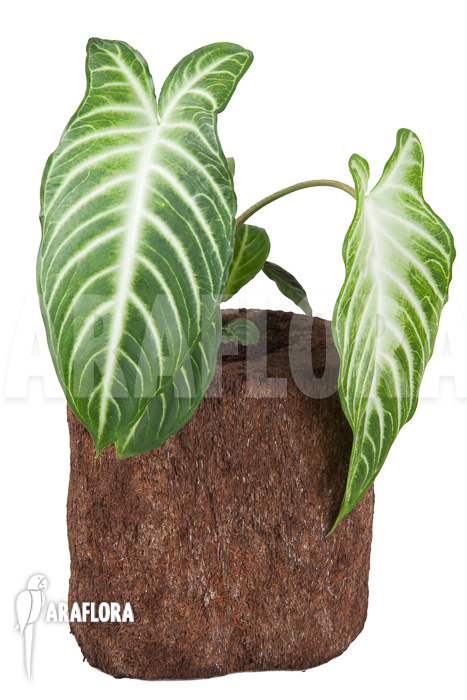 Xanthosoma lindenii ‘M’