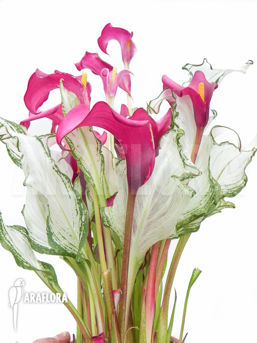 Zantedeschia frozen queen