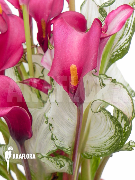 Zantedeschia frozen queen
