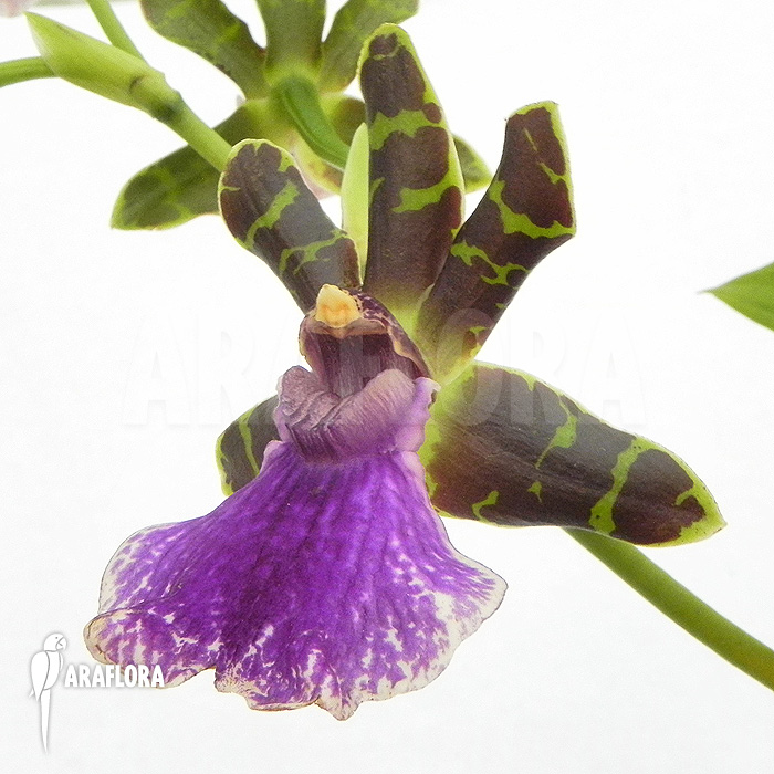 Zygopetalum Rhein Blue Baby ‘A’