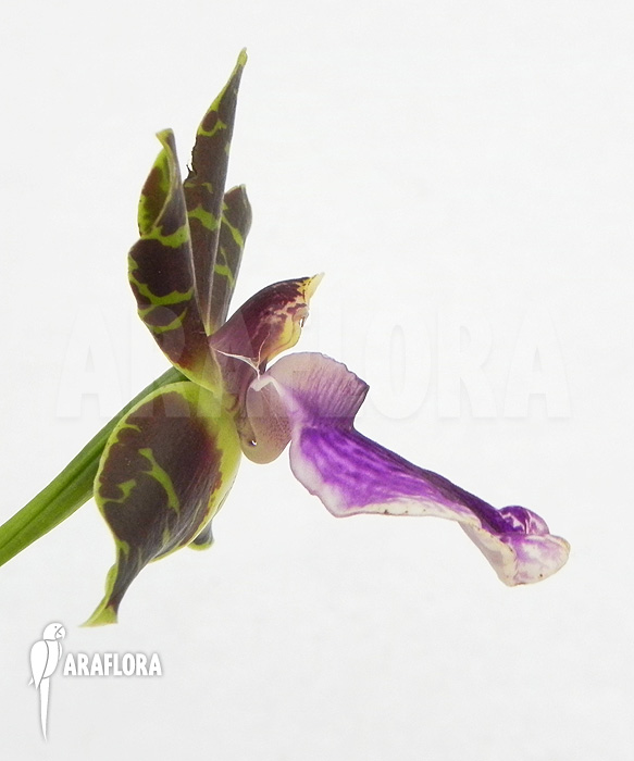 Zygopetalum Rhein Blue Baby ‘A’