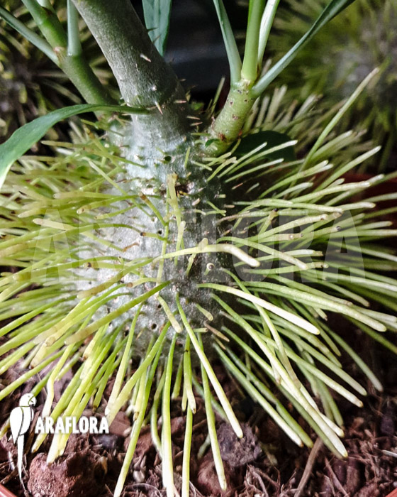 Myrmephytum selebicum L