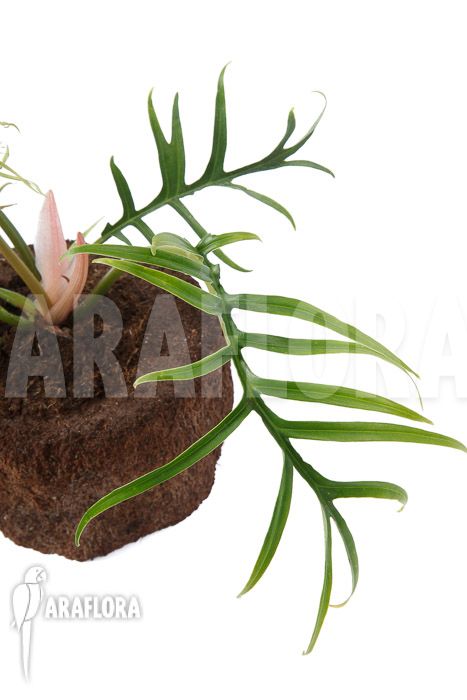 Philodendron polypodioides (tortum) S