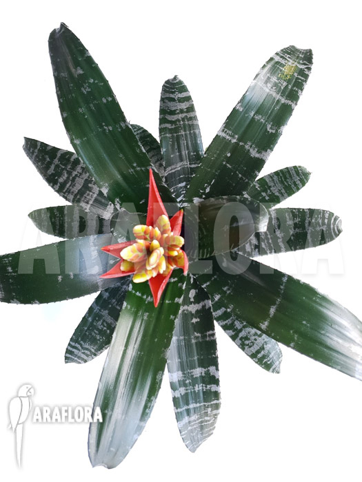 Aechmea chantinii ‘Starter’