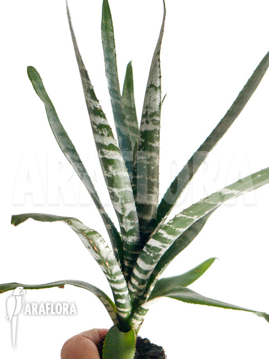 Aechmea chantinii ‘Starter’