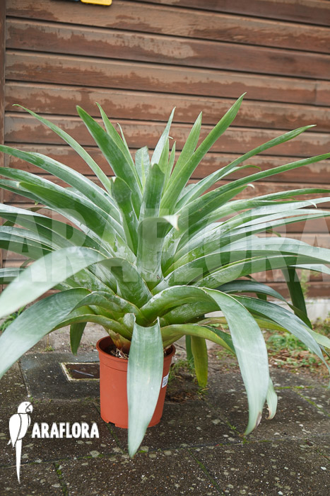 Alcantarea regina ‘Adult form’