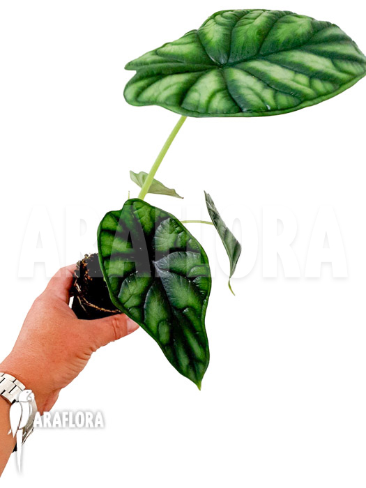 Alocasia baginda ‘M’