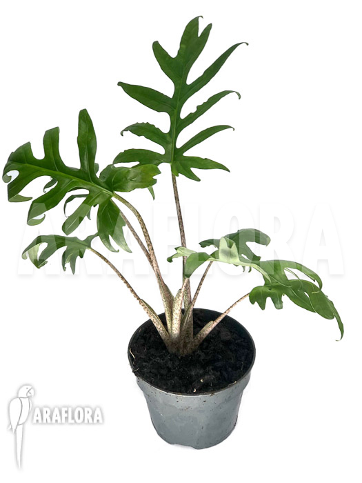 Alocasia-brancifolia-2