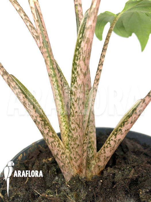 Alocasia brancifolia