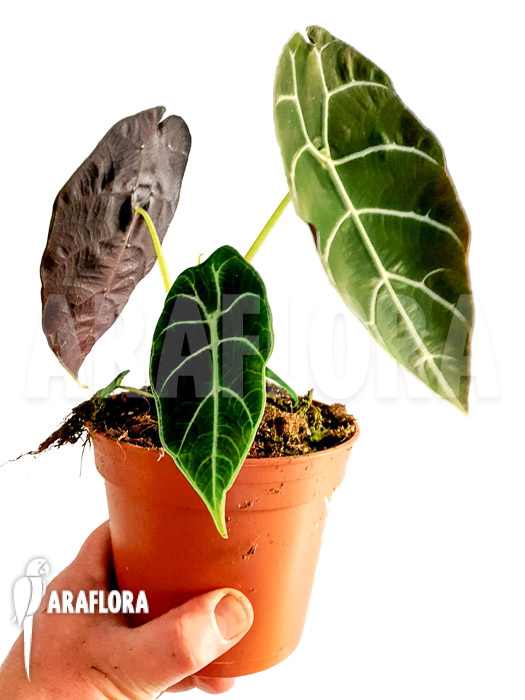 Alocasia watsoniana