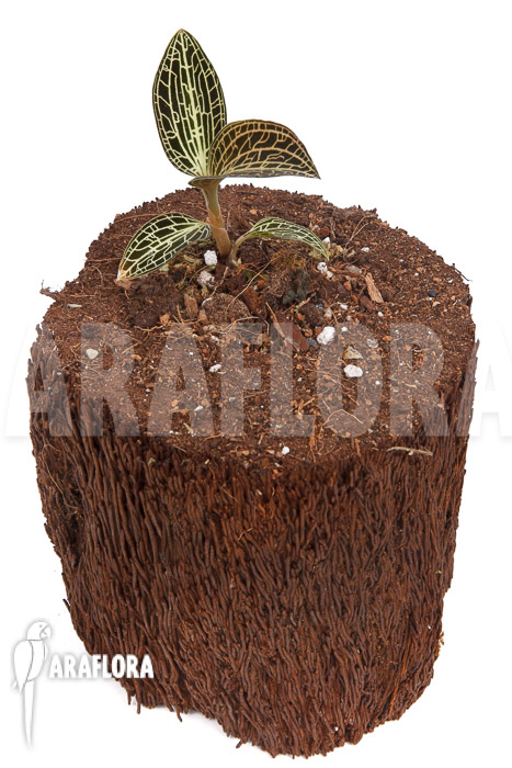 Anoectochilus siamensis x Dossinia marmorata