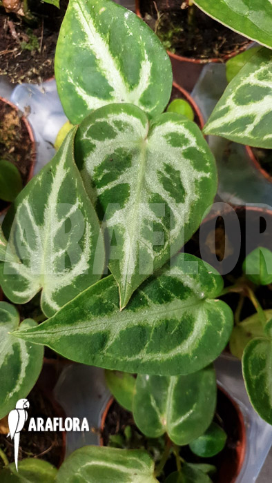 Anthurium crystallinum ‘silver blush’