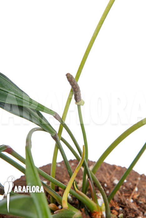 Anthurium species 2A Amazone