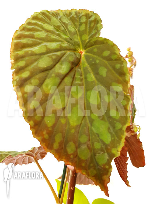 Begonia chlorosticta