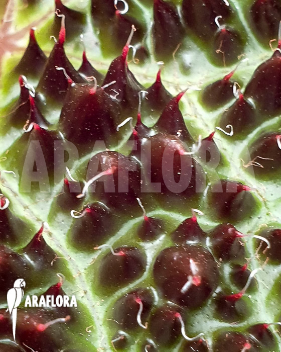 Begonia ferox ‘XL’