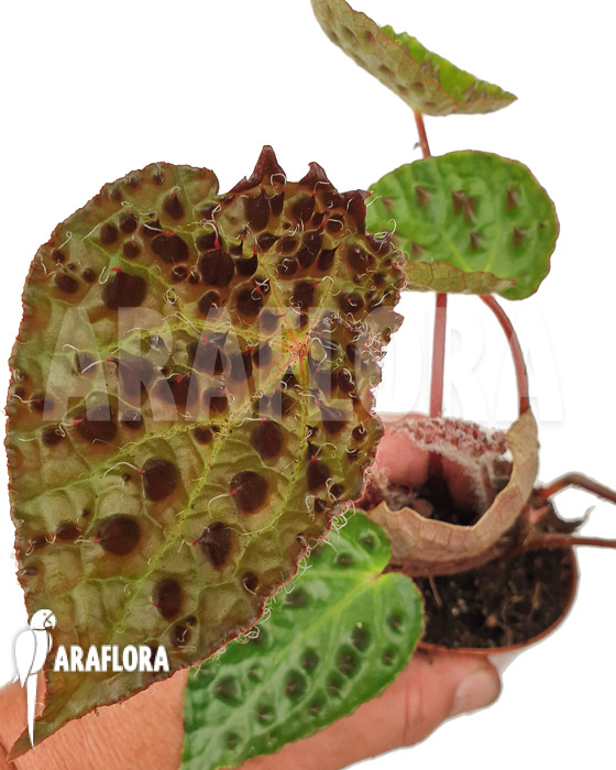 Begonia ferox ‘starter’