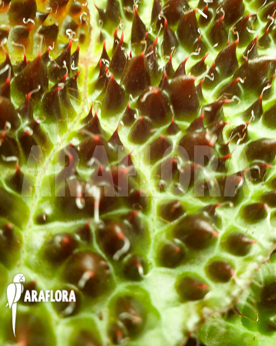 Begonia ferox ‘starter’