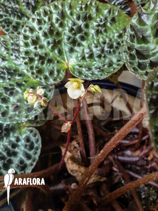 Begonia ferox flower