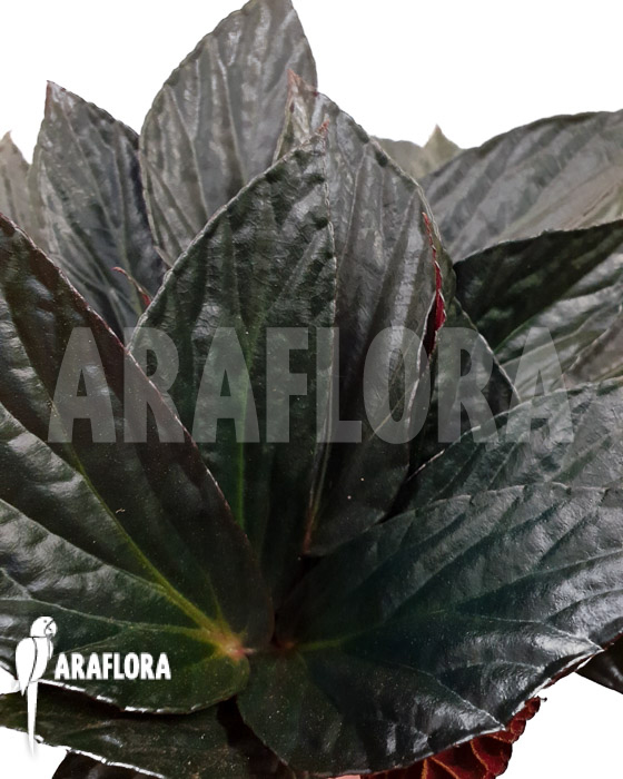 Begonia hatacoa var rubrifolia