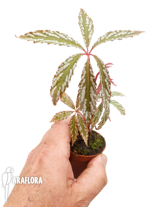 Begonia hemsleyana ‘M’