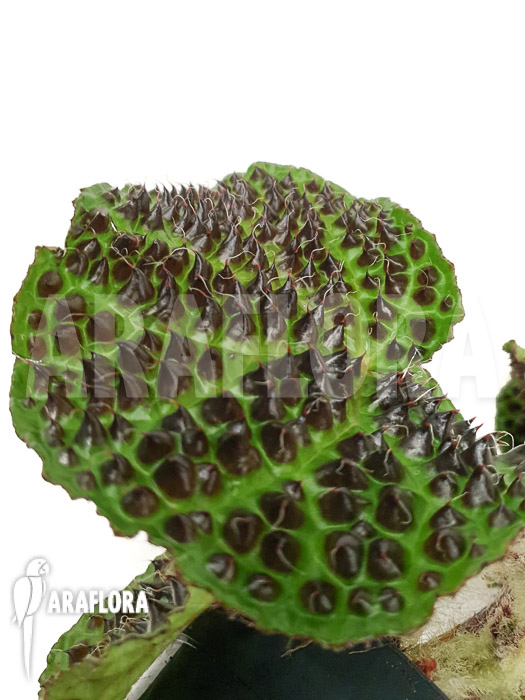 Begonia melanobullata