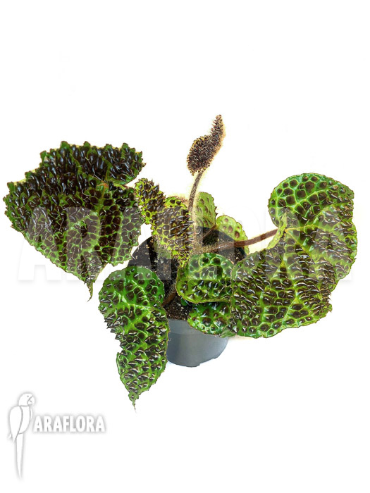 Begonia melanobullata