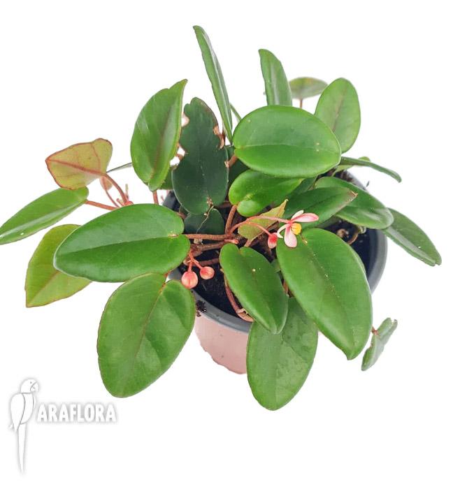 Begonia schulzei ‘Starter’2