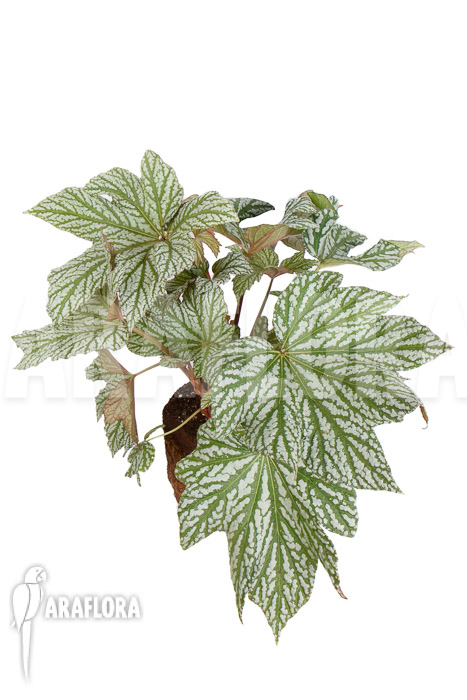 Begonia x ‘Silver Maples’