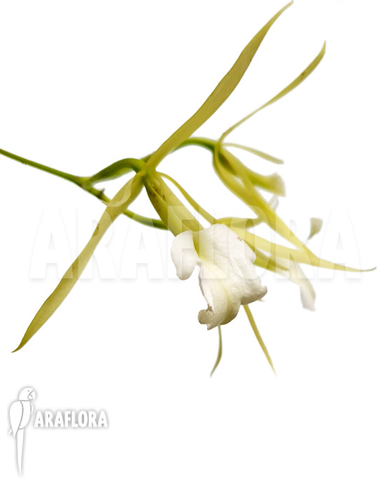 Brassavola nodosa ‘lady of the night’