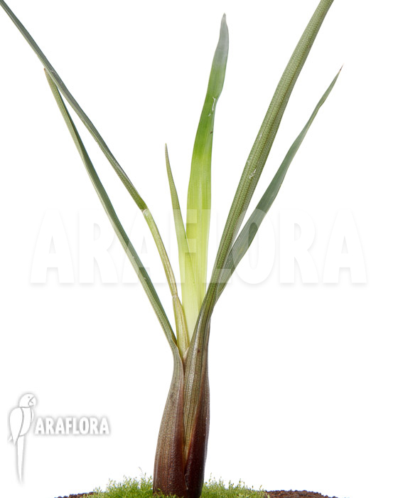 Brocchinia acuminata (Acapan)