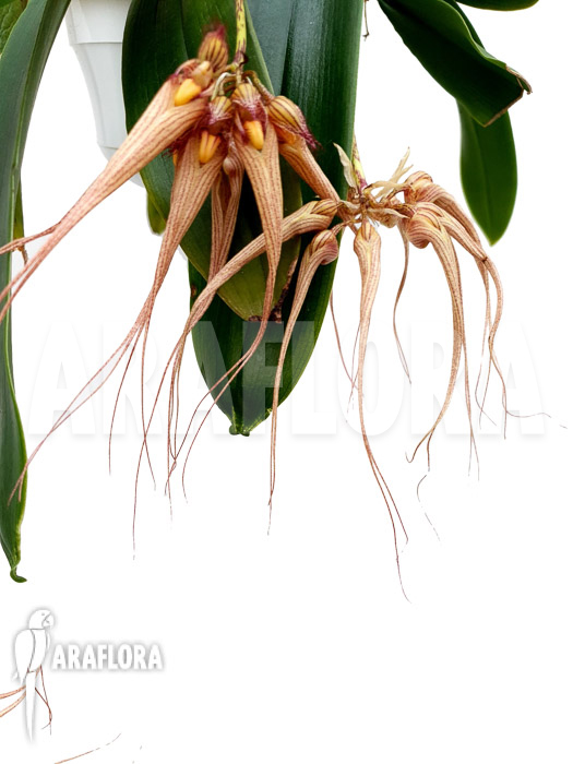Bulbophyllum ‘Louis Sander’