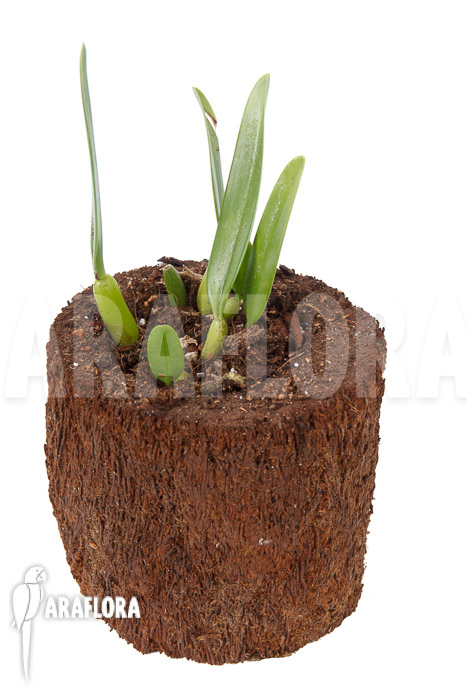 Bulbophyllum ornatissimum