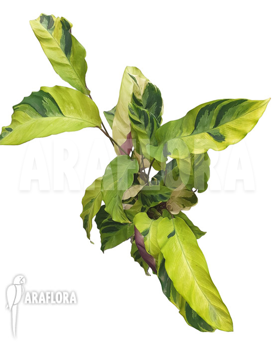 Calathea ‘Yellow Fusion’