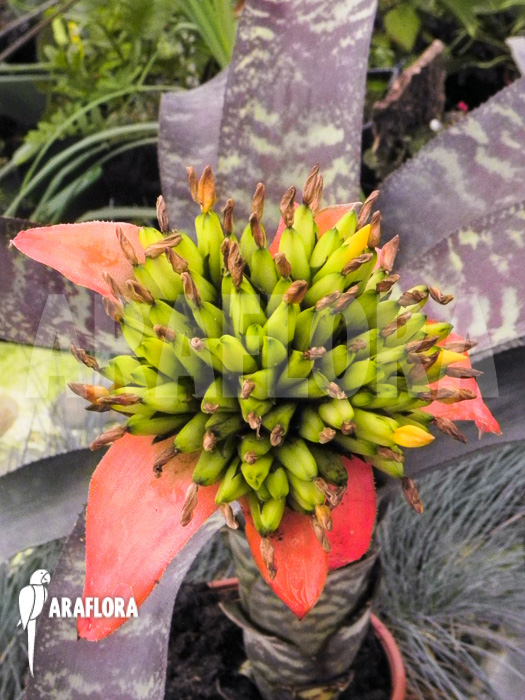 Canistrum seidelianum