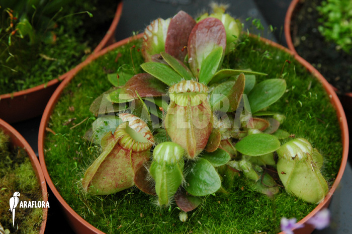Cephalotus follicularis ‘Type a’