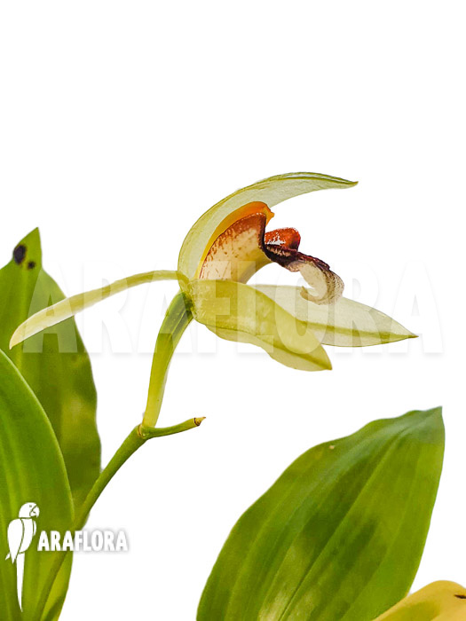 Coelogyne carinata